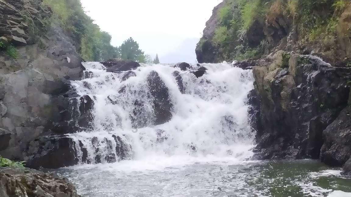 逃离仿真森林
